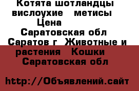Котята шотландцы, вислоухие,  метисы. › Цена ­ 1 500 - Саратовская обл., Саратов г. Животные и растения » Кошки   . Саратовская обл.